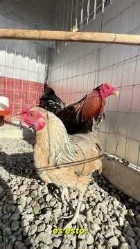 The natural secret that strengthens your birds 🐔🌿