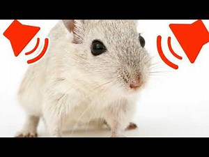 Ultrasonic Mouse, Rat and Rodent Repellent Sound (5 Minutes!) 📢📢