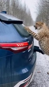 454K views · 324 reactions | Man Escapes Leopard Attack by Jumping into SUV Trunk ❄️ #WildlifeThrill #LeopardAttack | Viral Worldwide | Facebook