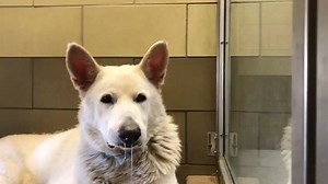 15K views · 147 reactions | Rescued  ⚠️‼️ LIFE OR DEATH  If this suffering boy does not get better treatment and leave the #killshelter he can and will die a suffering death  #adoptdontshop #adoption #husky #huskies #huskiesofinstagram #urgent #urgentdogsofla #sharingsaveslives #losangeles #a1471033 | DOG Sauver Global | Facebook