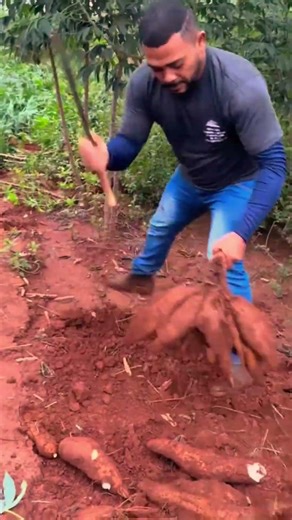 cassava fruit in loose soil