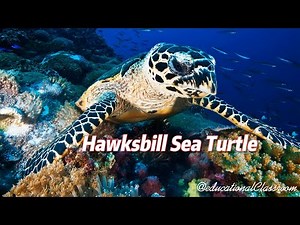 One of the World's Most Endangered Hawksbill Sea Turtle