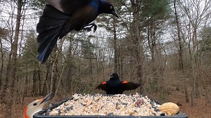 12K views · 989 reactions | Red-winged Blackbirds, Red-Bellied Woodpecker, Common Grackle | Critter Cam | Facebook