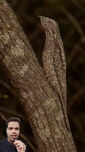 Potoo, Spotted Eel, Beaver, Rufous Hornero #hindifacts #knowledge #viralvideo | Sanjay viral clips