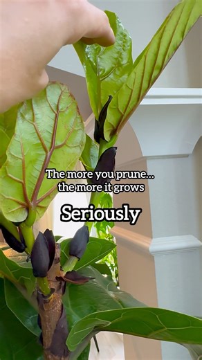 Watch My favorite FLF products! on Amazon Live