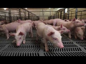 Visiting a Hog Farm with Chad Herring