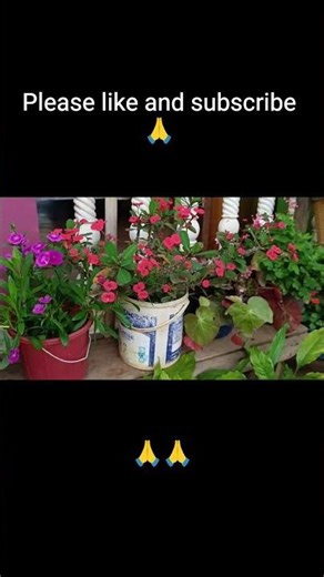 #flowers and running/shooting📸 test, / #1080p , 30fps
