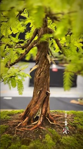 Dawn Redwood @ Bonsai Show Live 2024 #bonsai #bonsaitree #bonsaishow #bonsaiart #tree #bonsaiworld