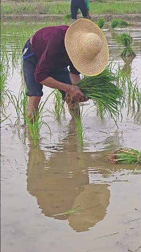 Transplanting rice seedlings the transformation from seedlings to rice grains