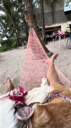 Beach day with my foxy the corgi! #dog