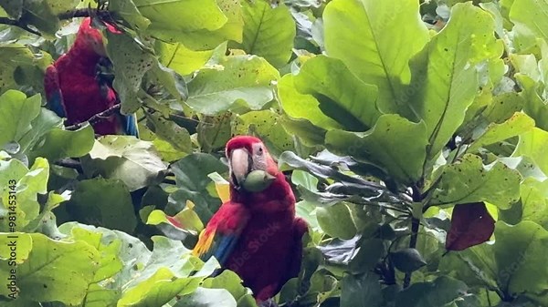 Wild macaw, scarlet, bird, parrot, wild, tree, eating, nature, costa rica, ara macao, yellow, red, blue, neotropical, leaves, animal, wildlife Macaws Eating in a Tree in Costa Rica