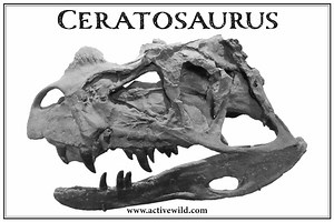 Ceratosaurus Dinosaur Facts & Pictures: The Horned Jurassic Predator