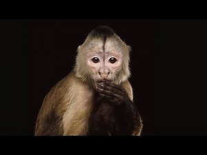 サルって結局しゃべれるの？