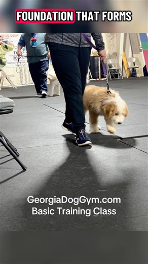Come Train With Us! | Georgia Dog Gym
