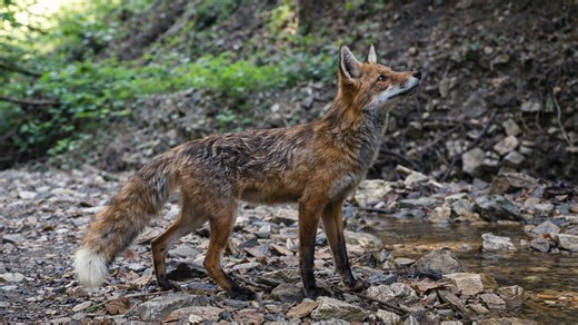Une caméra cachée capture un renard qui observe quelque chose au loin