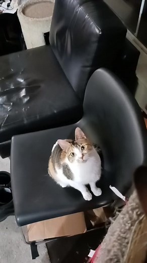 Ceres and Freyja Reenact Monty Python Scene