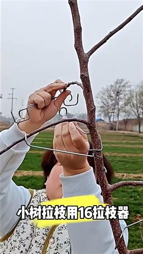 #FruitTreeManagement #Fruit tree branch trainer #branchtraining #appletreeplanting