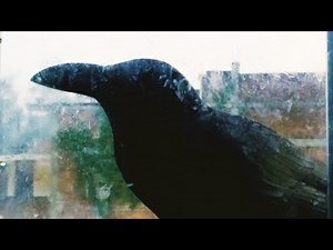 Crow attack on the window glass
