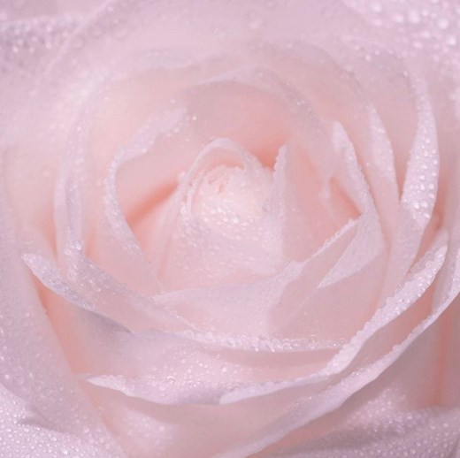 31K views · 1K reactions | Discover the masterful formulation of DIOR PRESTIGE LA MICRO-LOTION DE ROSE, combining seemingly contrary benefits. To meet the challenge of purifying skin without drying it, Dior has enhanced the micro-encapsulation method by developing an exclusive micronization technology. More: on.dior.com/fb-prestige-microlotion-tvc | Dior | Facebook