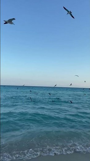 Beach Sounds With Seagulls, Birds & Waves Sounds, Shorts Video