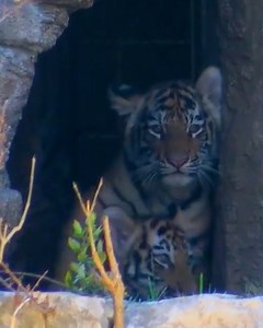 Curious tiger cubs just found their new favorite playground 🐯💚 | Love This