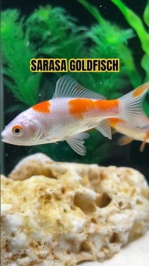beautiful sarasa goldfish (Carassius auratus) 😍 #explorepage #fishtank #aquascape #interaquaristik