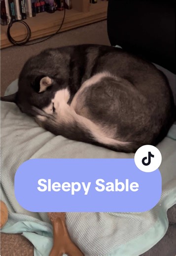 Sable the Husky's Adorable Donut Impression