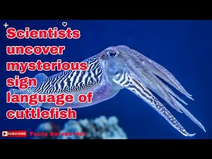 Scientists uncover mysterious arm-sign language used by cuttlefish to talk