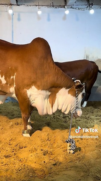 Jilani Cattle Farm #animalslover #jilanicattlefarm #cow #bull #cattle