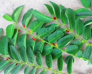 Series Tanaman Katuk (1) - Jamupedia