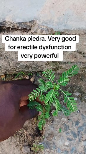 Natural Solution for Erectile Dysfunction - Chanka Piedra Plant Benefits