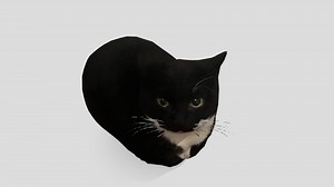 Maxwell The cat with bones animation - Download Free 3D model by Zhuier