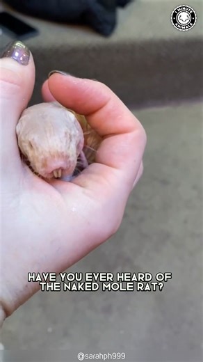 20K views · 877 reactions | Naked Mole Rat  The STRANGEST Underground Mammal! Hairless, wrinkly, and nearly blind, it lives in giant underground colonies. It can survive low oxygen and barely feels pain at all. You won’t believe how long this tiny creature can live! #wildlife #nature #animalfacts #animalvideos | 1 Minute Animals | Facebook
