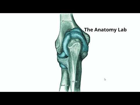 Radius and Ulna -Anatomy