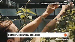 17K views · 150 reactions | Why are butterfly populations rapidly declining? 曆 | AccuWeather | Facebook