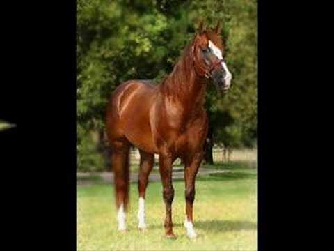 Quarter Horses For Sale - Video