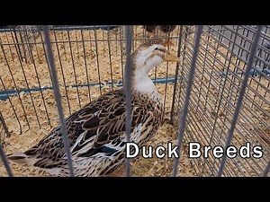 Domesticated Duck Breeds - A Duck Isn't Just a Duck