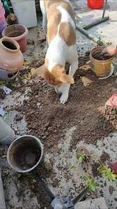 gardening 🧺💚#gardening #green #new #viral #doglove #yt #ytshorts #ytviral #youtube #shorts