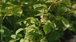 Raspberry garden. Young raspberry shoots sprout in the spring. Growing organic raspberries. Stock Video