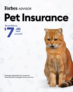 231K views · 36 shares | How Much Should Pet Insurance Actually Cost?  Find out the best price for your pet by tapping the link  | Forbes Advisor | Facebook
