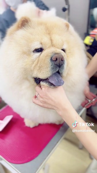 可愛いチャウチャウ犬のケアとダンス