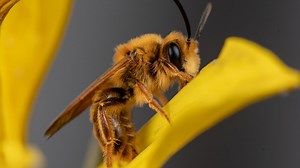 A California photographer is on a quest to photograph hundreds of native bees