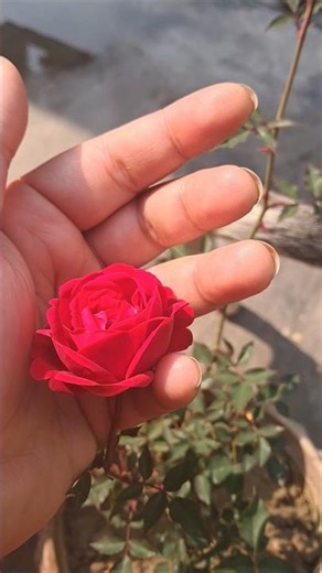 Rose time-lapse 🌹 | Bud to bloom |