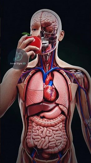 🔬 The 3D Anatomy of an Apple: What Happens Inside Your Body? (Students & Teachers Guide)