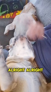 246K views · 11K reactions | I think the dogs have forgotten who's the boss around here 樂 #BulldogPabs | BulldogPabs | Facebook