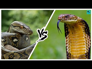 KING COBRA VS PYTHON - Who would win?