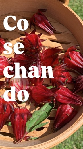 La Huertina Garden ® 🌱 | El 70% me dijo que la consume en té… así que hoy te muestro cómo se seca la Flor de Jamaica 🌺 Después de cosechar los cálices, se dejan... | Instagram