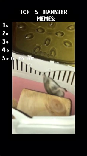 Top 5 hamsters memes #trend