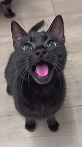 1.2M views · 23K reactions | Cat’s reaction  #cats #FunnyCats #catsoffacebook #siblings #lifewithcats | NiceRascals cats | Facebook