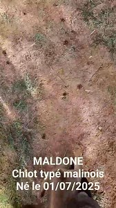 ADOPTÉ MALDONE chiot mâle typé malinois 2 mois né le 1er juillet 2025. La vie de notre bébé a mal débuté : enfermé à l'âge d'un mois dans un carton scotché déposé dans une déchetterie sauvage au fond fond d'un bois. MALDONE ne pesait que 600g et était très faible accusant un gros retard de croissance. Il a été placé en famille d'accueil avec d'autres chiens pour porsuivre l'apprentissage des codes canins. C'est un chiot typé malinois. Il est petit pour son âge, a les articulations un peu gonflée